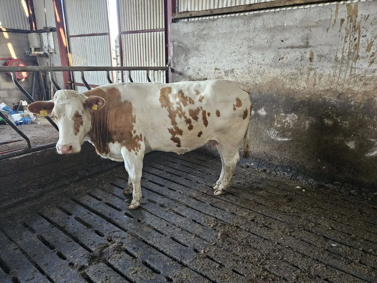 Red BB second calver - Image 3