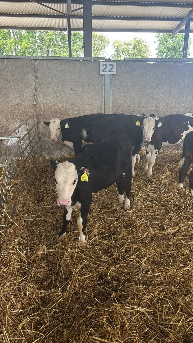 5 Hereford Bulls Ready For Grass . - Image 1