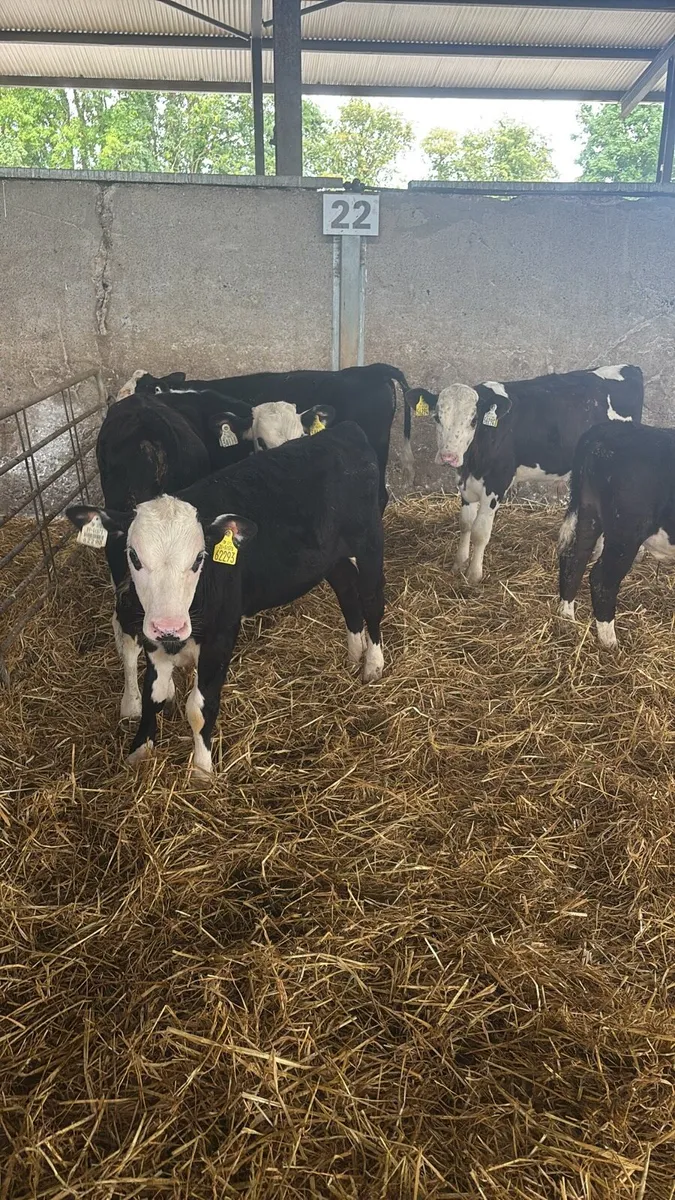 5 Hereford Bulls Ready For Grass . - Image 2