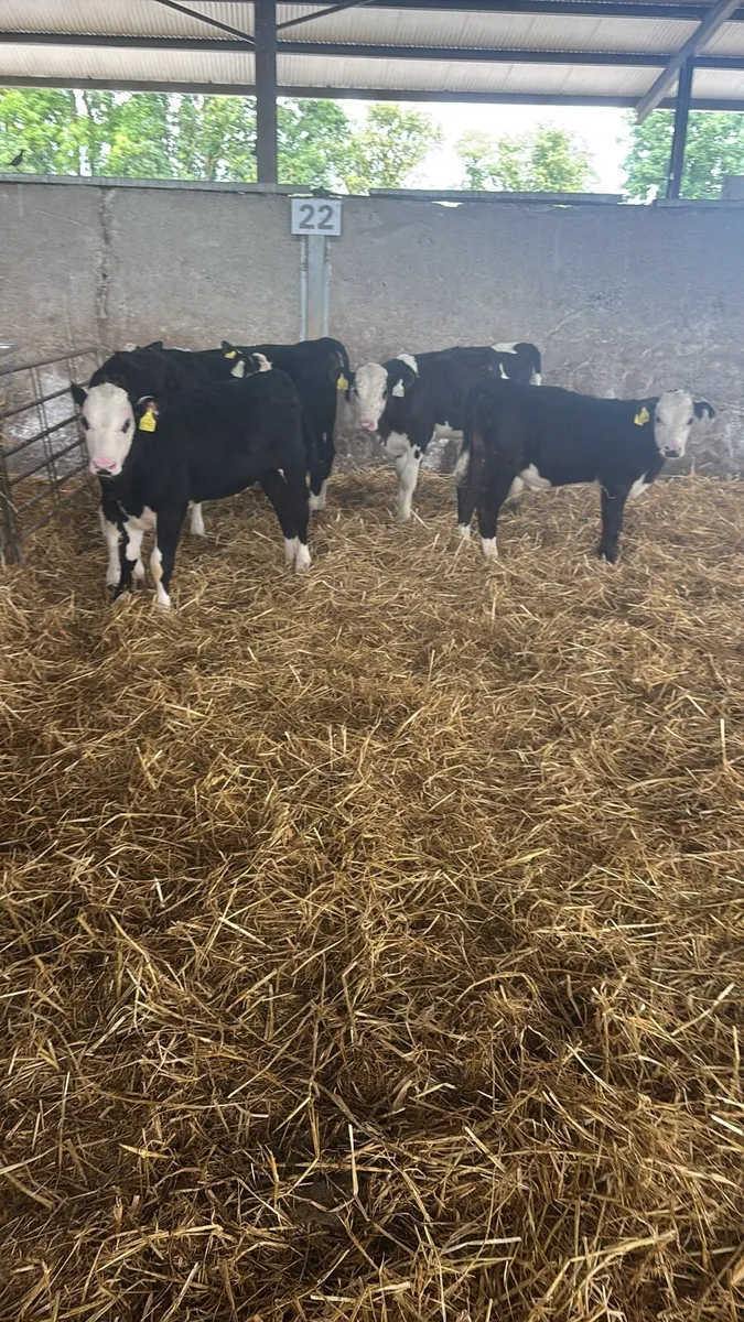 5 Hereford Bulls Ready For Grass . - Image 3