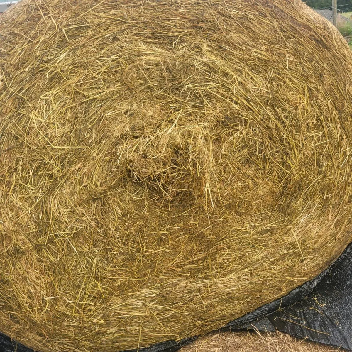 Silage - Image 1