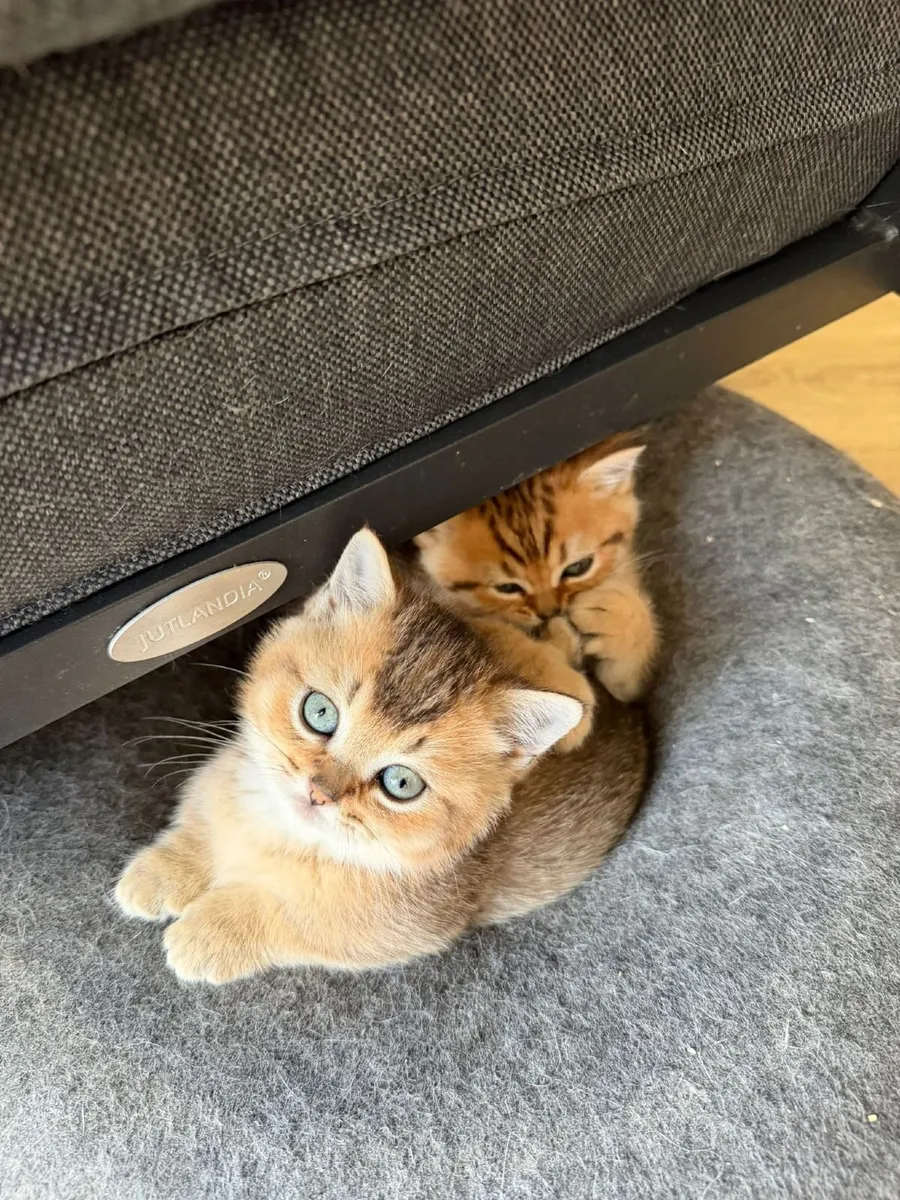 British shorthair munchkin (short legs) - Image 4