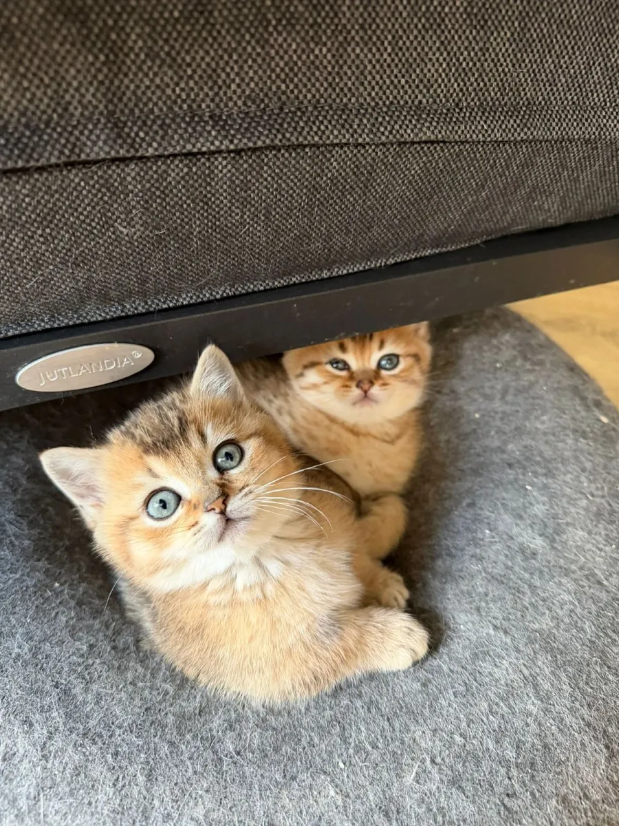 British shorthair munchkin (short legs) - Image 1
