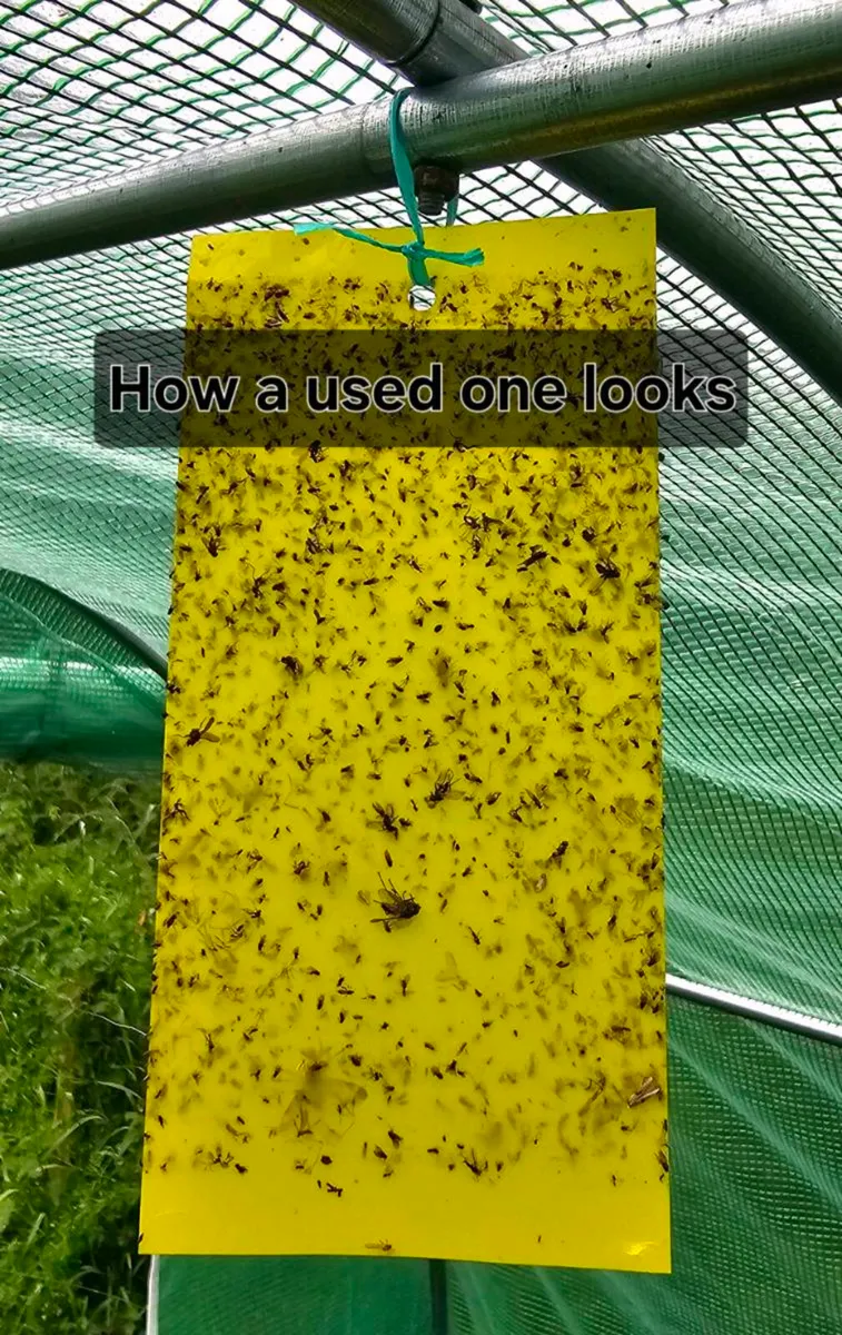 Sticky Fly Traps x10 - Image 1