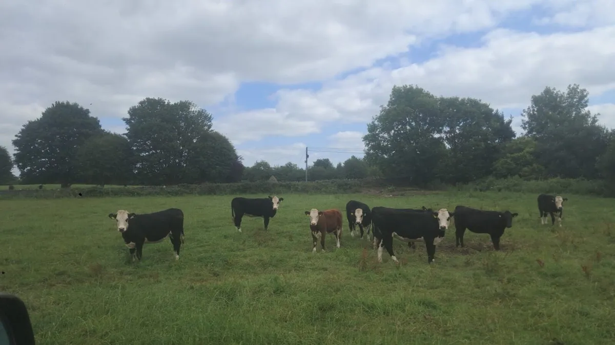 Hereford and angus heifers - Image 1