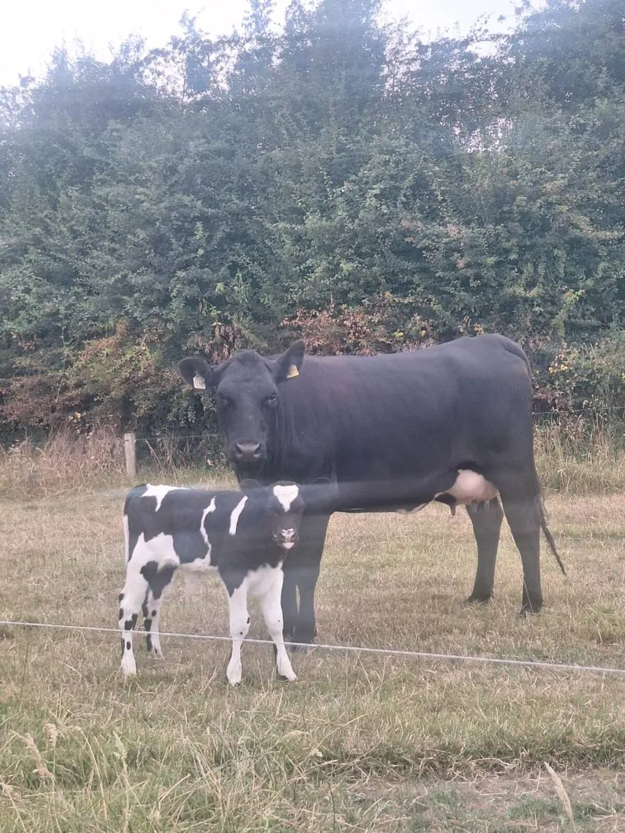 Cow and bull calf - Image 1
