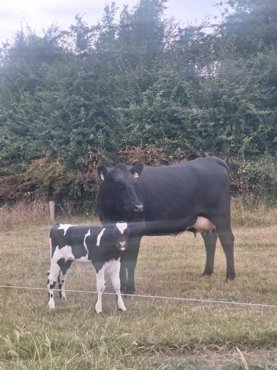 Cow and bull calf - Image 2