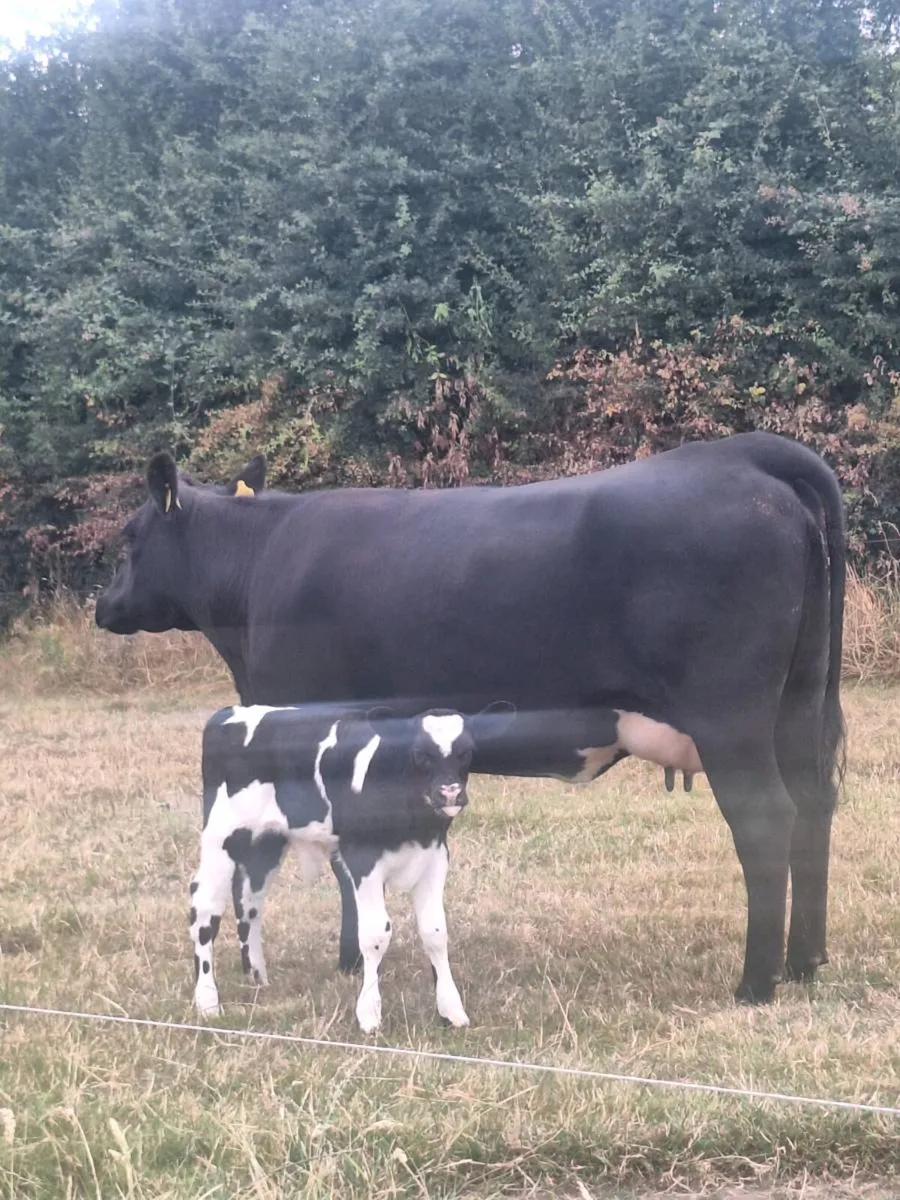 Cow and bull calf - Image 3