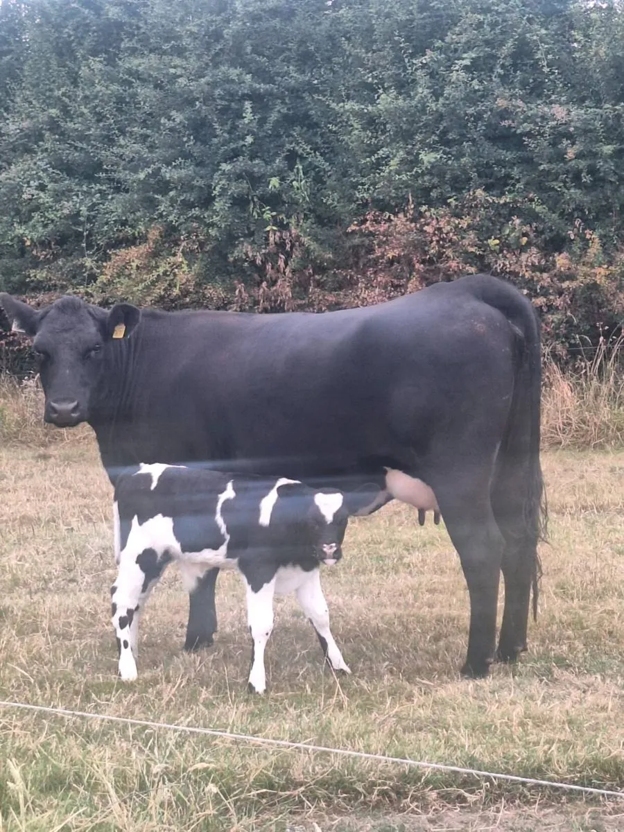 Cow and bull calf - Image 4