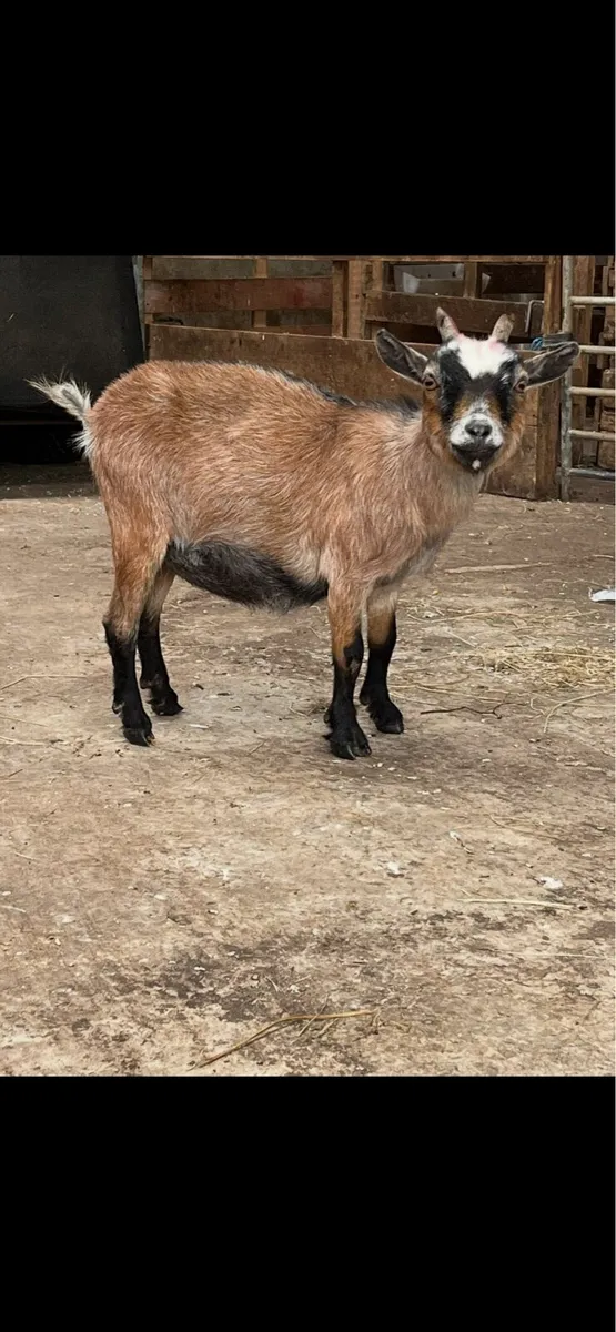 Pygmy goat - Image 1