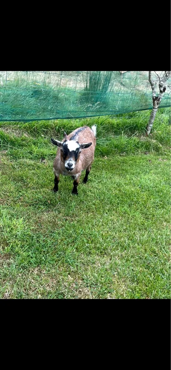 Pygmy goat - Image 2