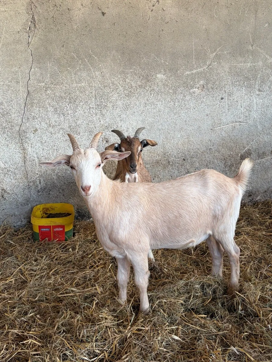 Goats for Sale – County Armagh - Image 3