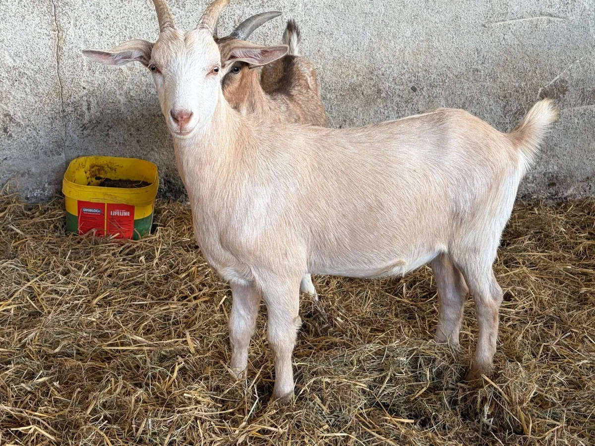Goats for Sale – County Armagh - Image 4