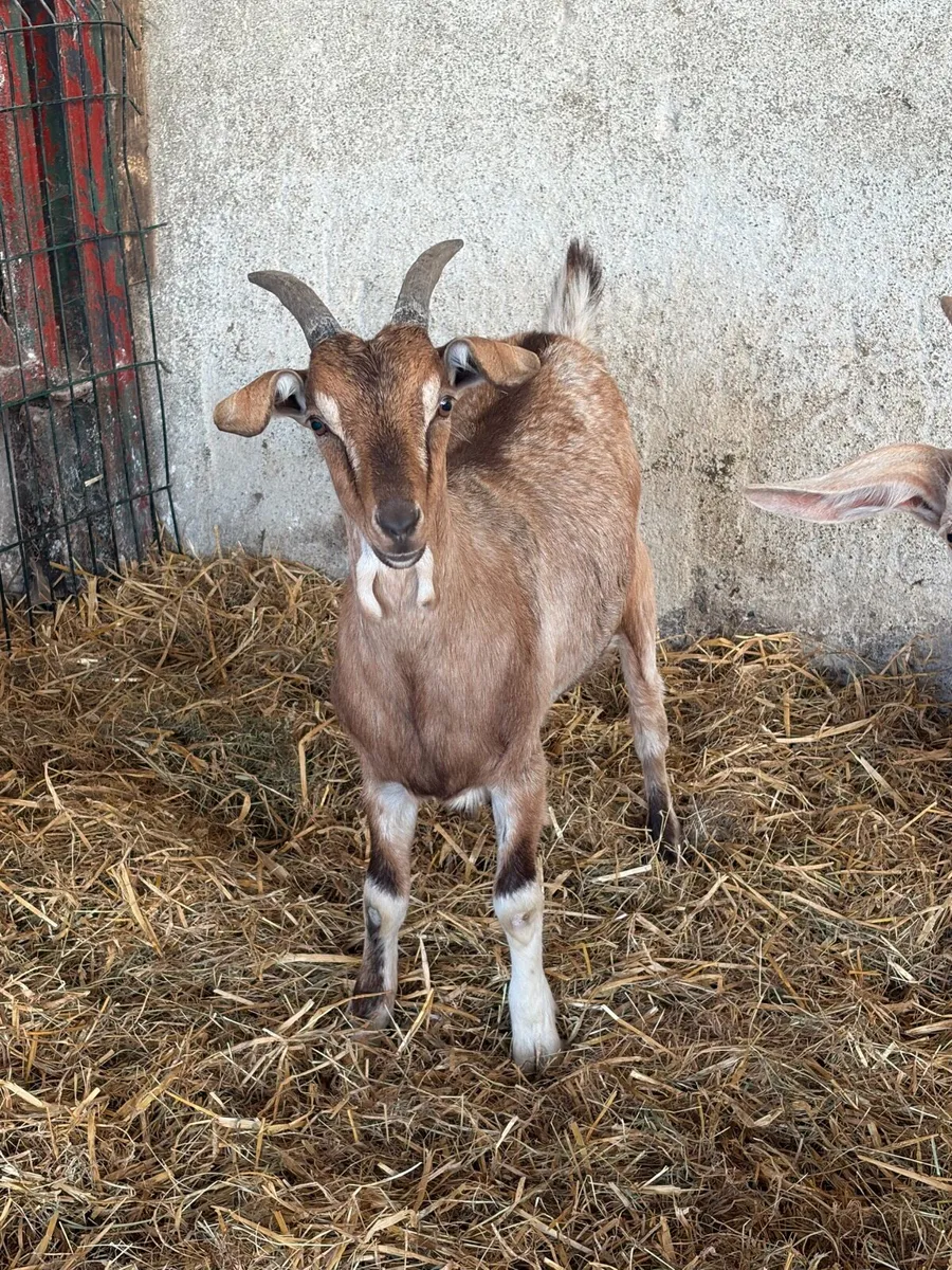 Goats for Sale – County Armagh - Image 1