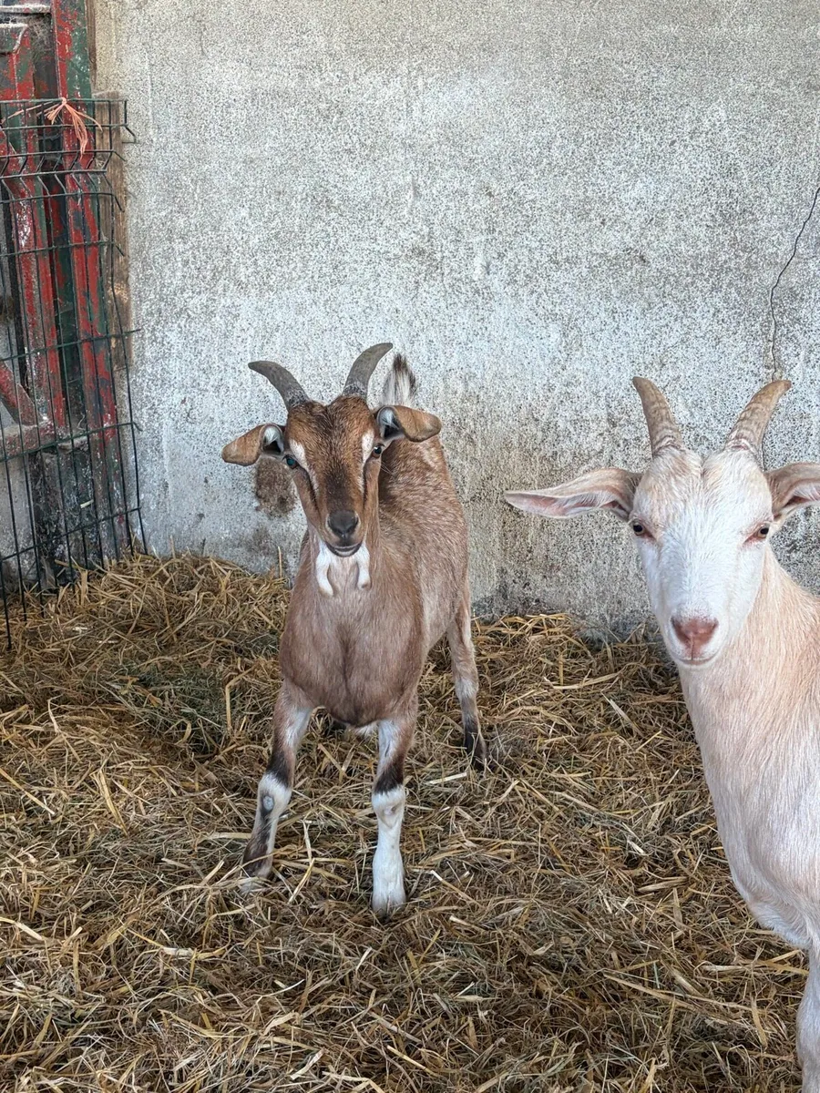 Goats for Sale – County Armagh - Image 2