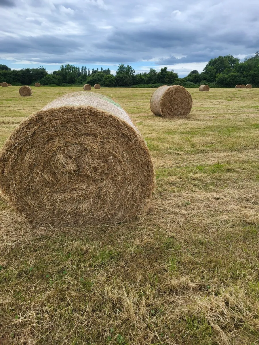 Top quality hay - Image 2