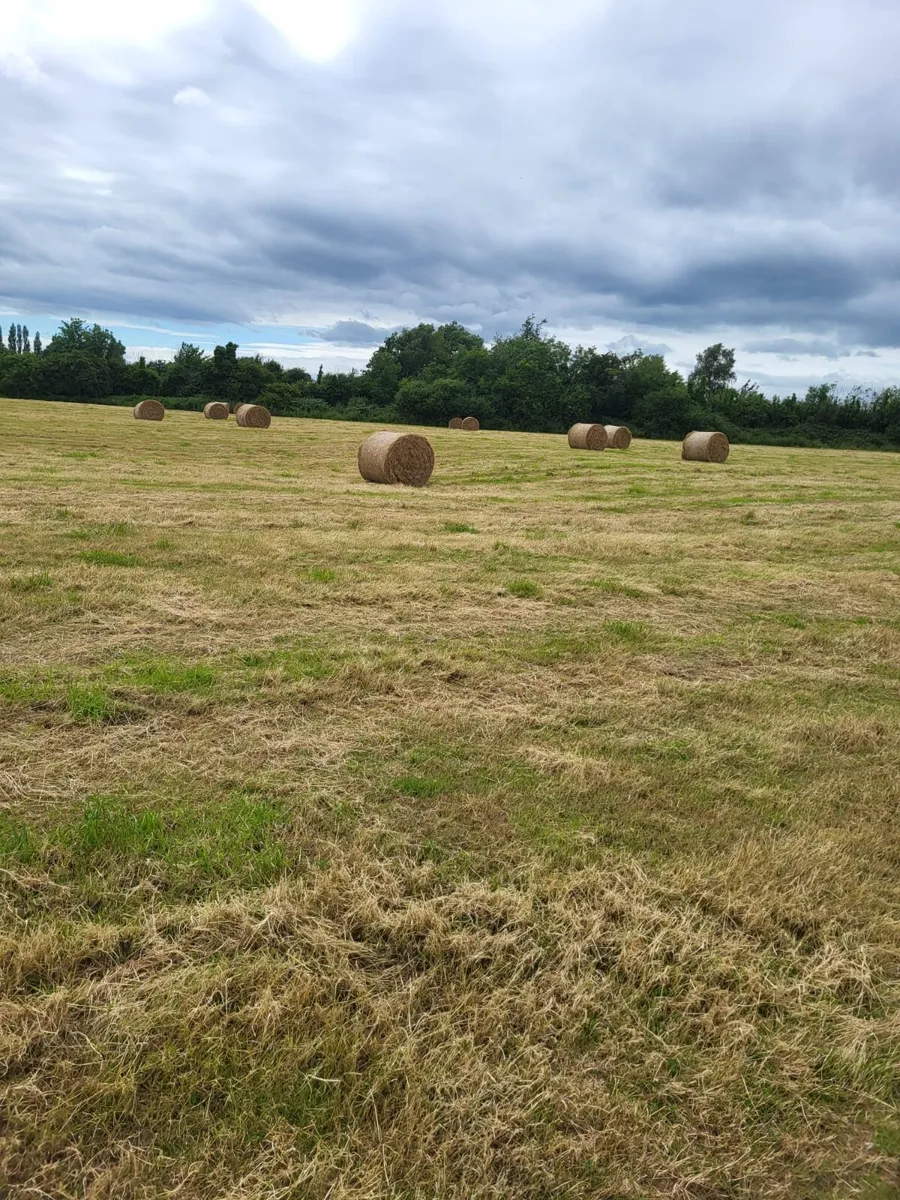 Top quality hay - Image 1