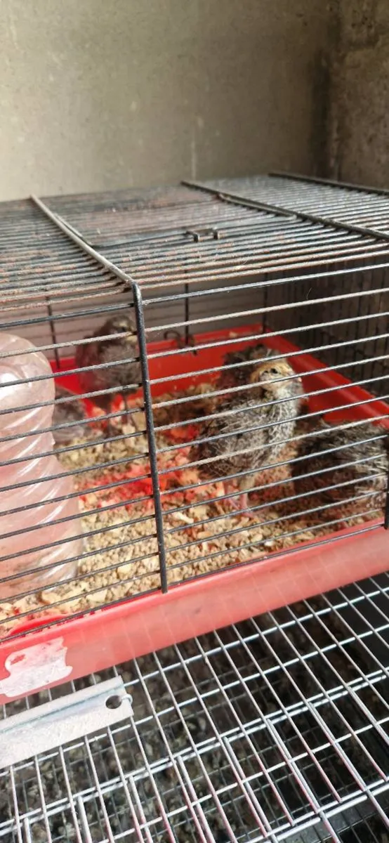 Quail and cages - Image 1