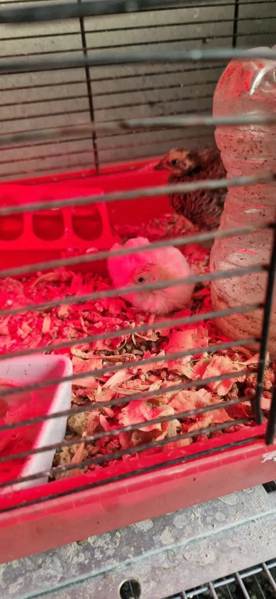 Quail and cages - Image 2