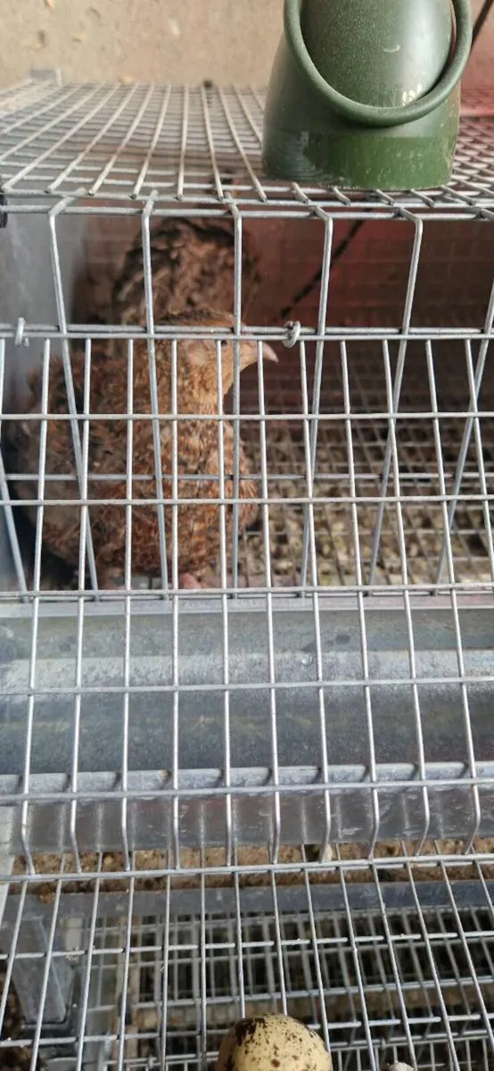 Quail and cages - Image 3