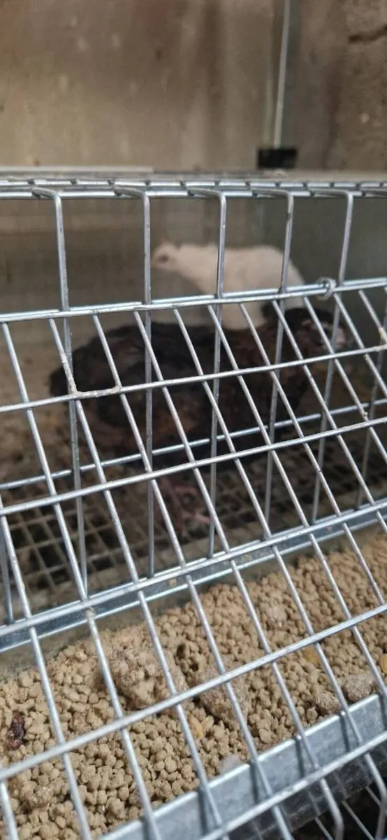 Quail and cages - Image 4