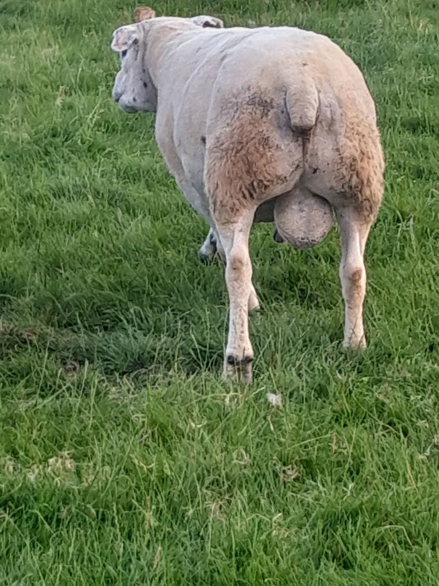 Registered Texel Ram - Image 2