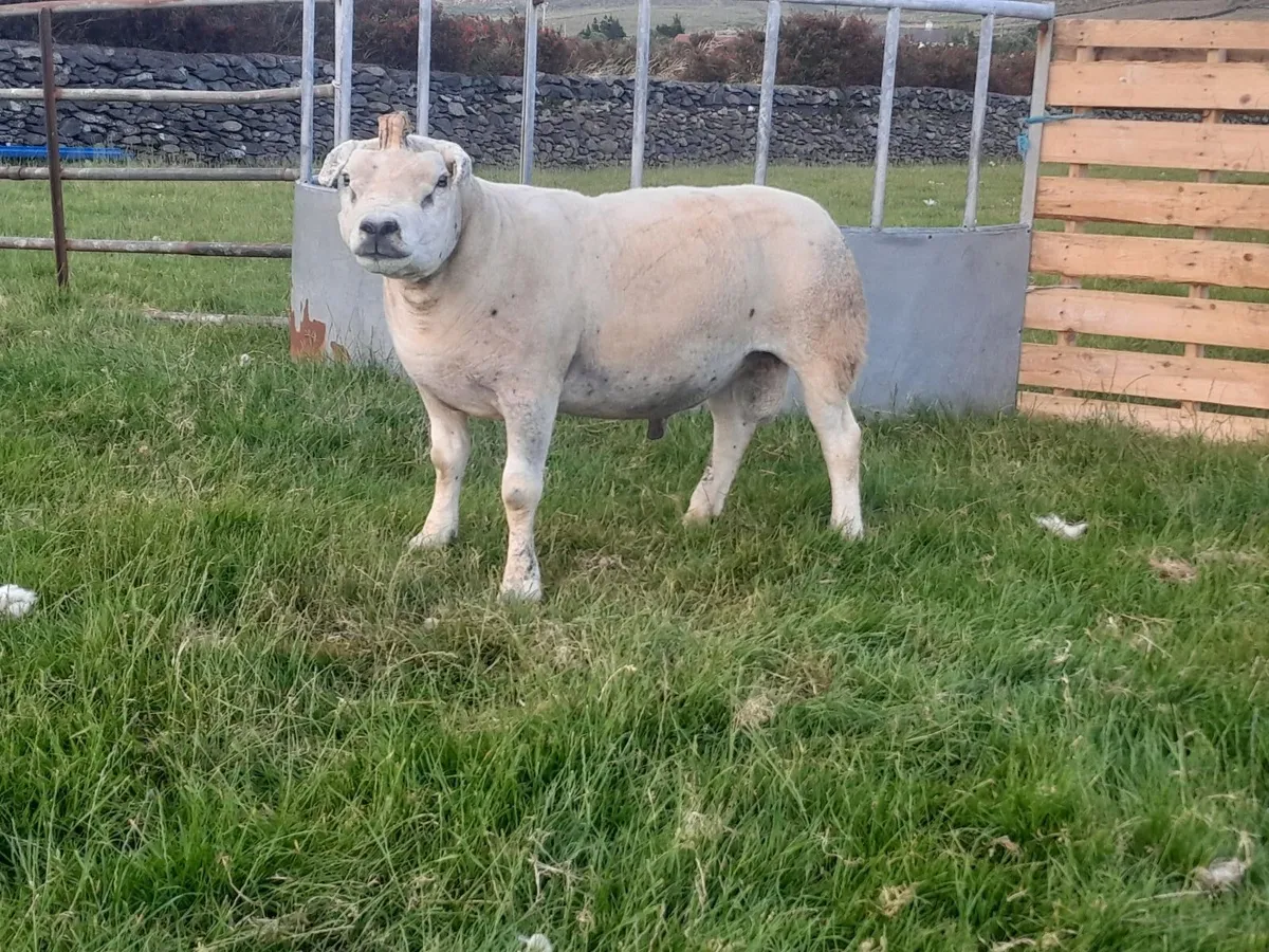 Registered Texel Ram - Image 1