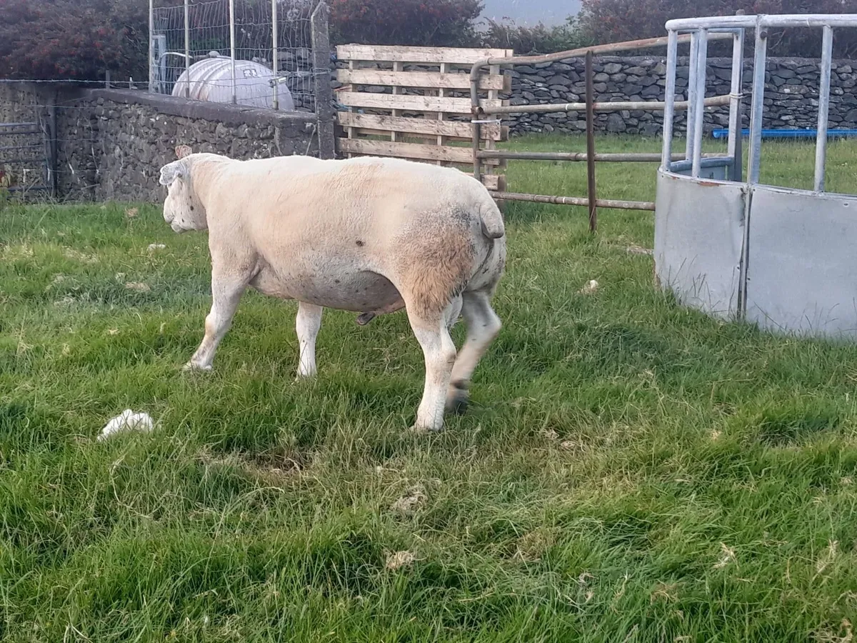 Registered Texel Ram - Image 3