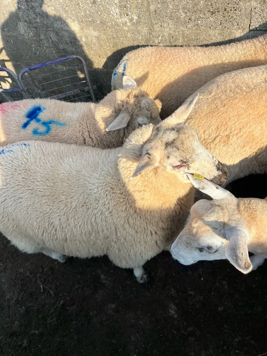 Ewe lambs - Image 3