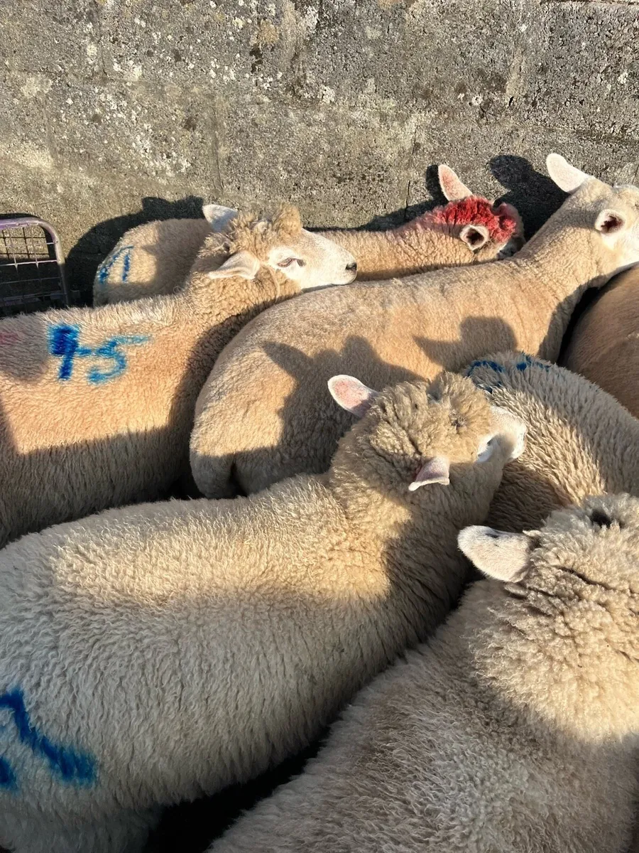 Ewe lambs - Image 4