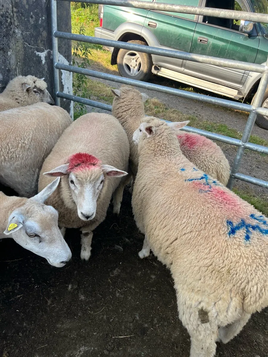Ewe lambs - Image 1