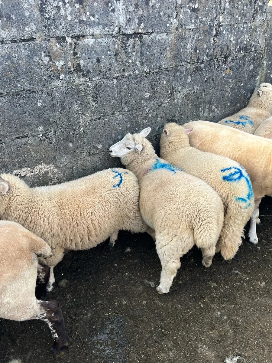 Ewe lambs - Image 2