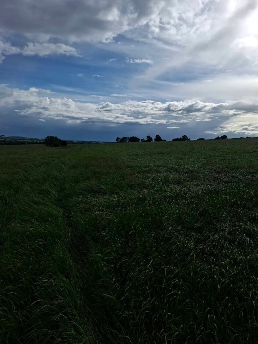 Silage meadow 90ac - Image 1