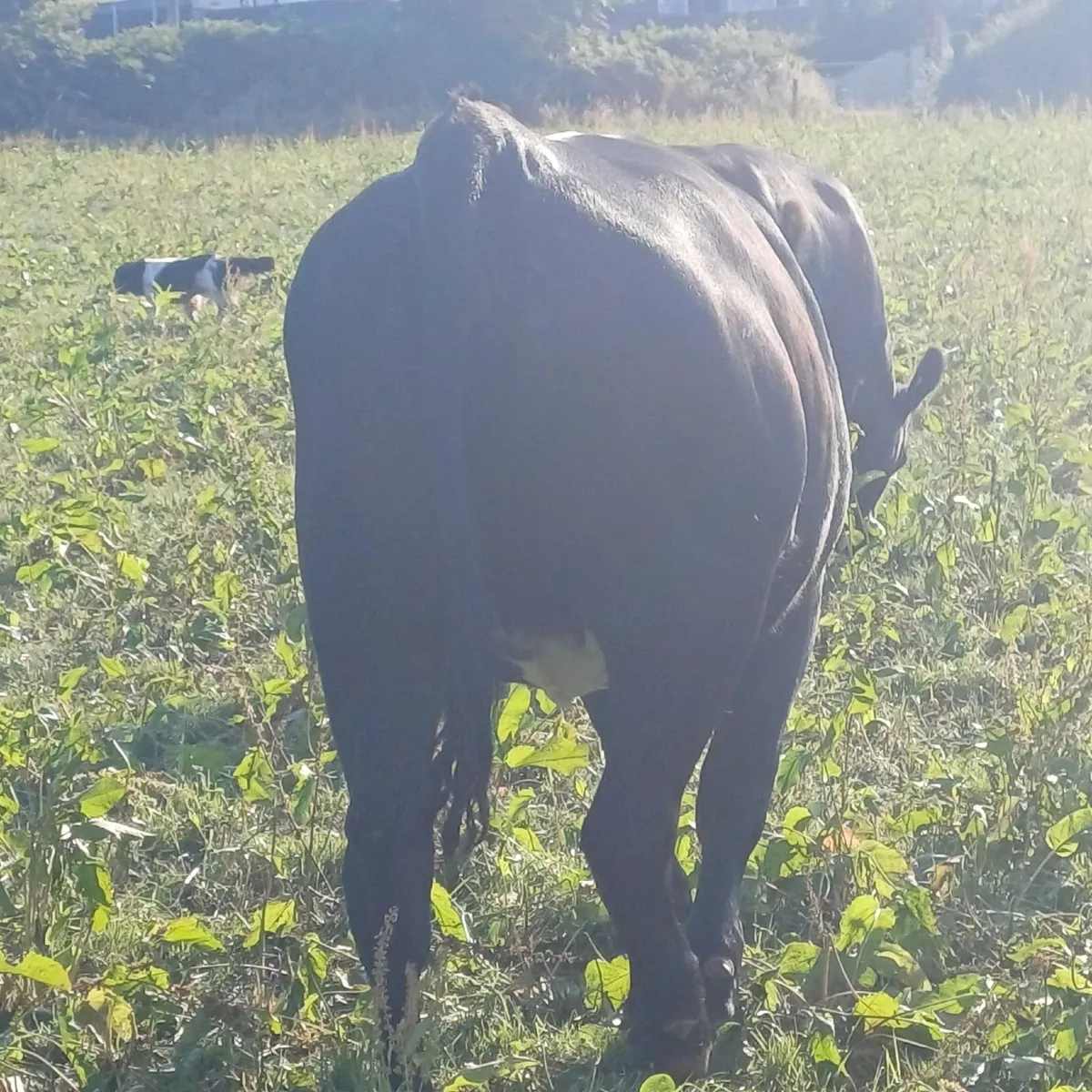 Excellent AAX  Heifers and 1 Super LM/BBX bullock - Image 4