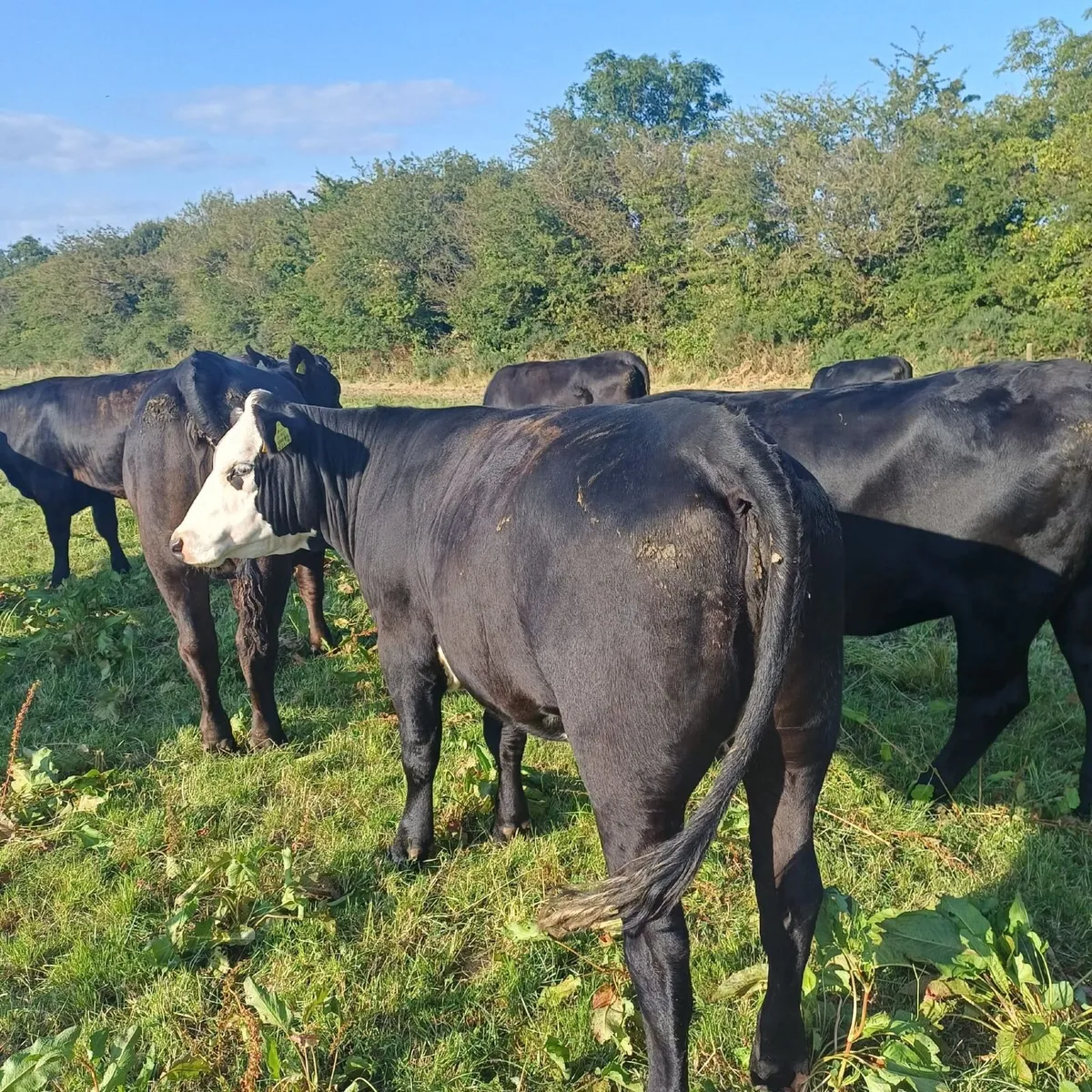 Excellent AAX  Heifers and 1 Super LM/BBX bullock - Image 2