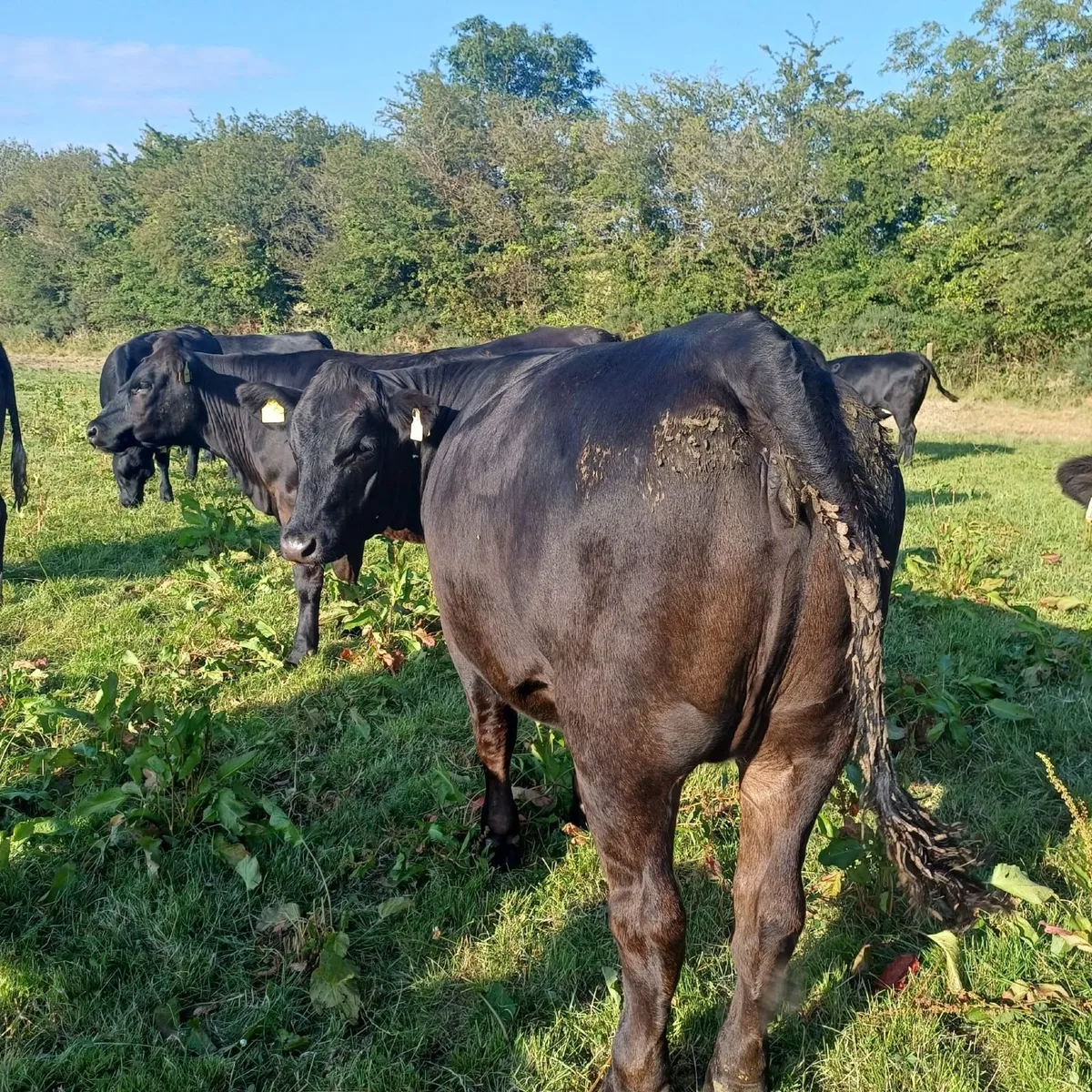 Excellent AAX  Heifers and 1 Super LM/BBX bullock - Image 3