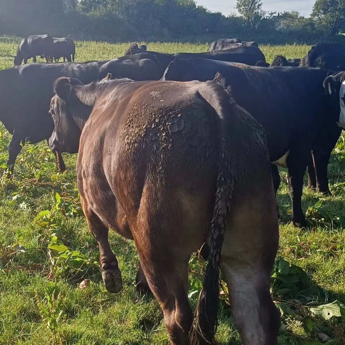 Excellent AAX  Heifers and 1 Super LM/BBX bullock - Image 1