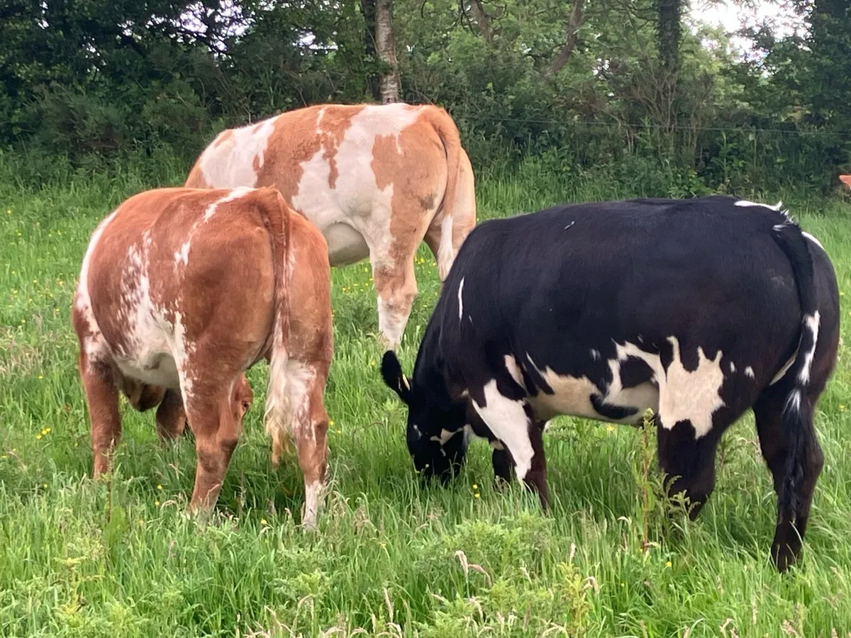 BREEDING HEIFERS - Image 1