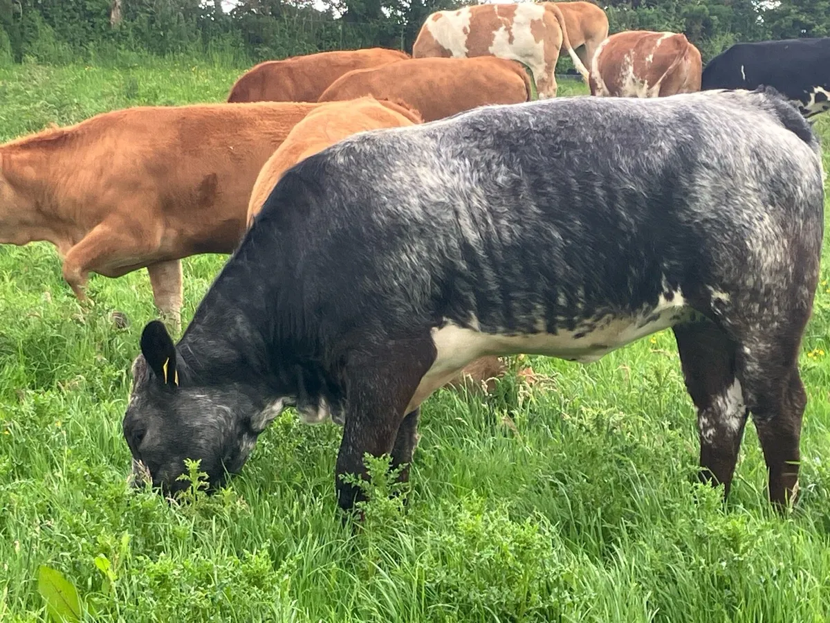 BREEDING HEIFERS - Image 2