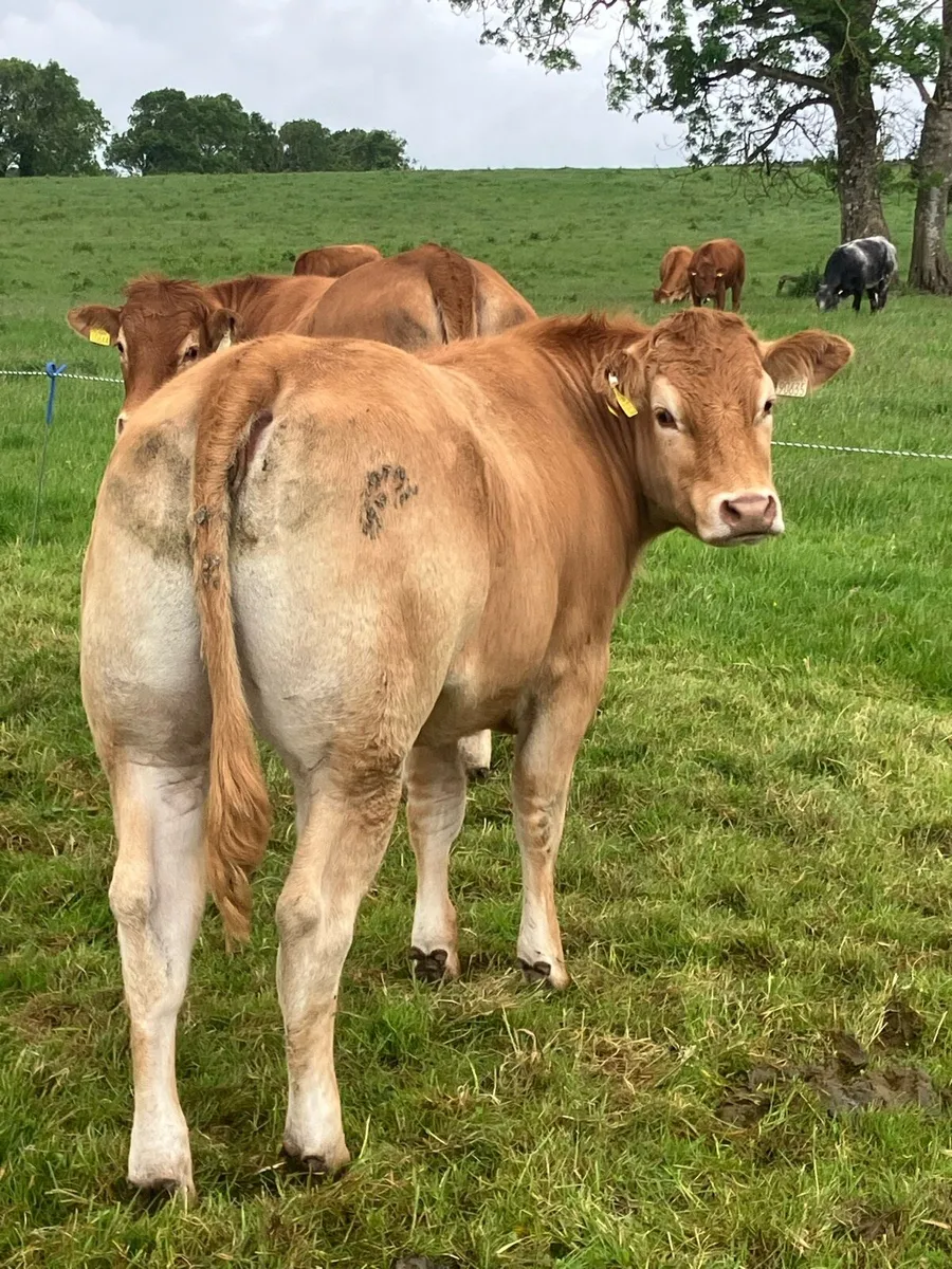BREEDING HEIFERS - Image 3