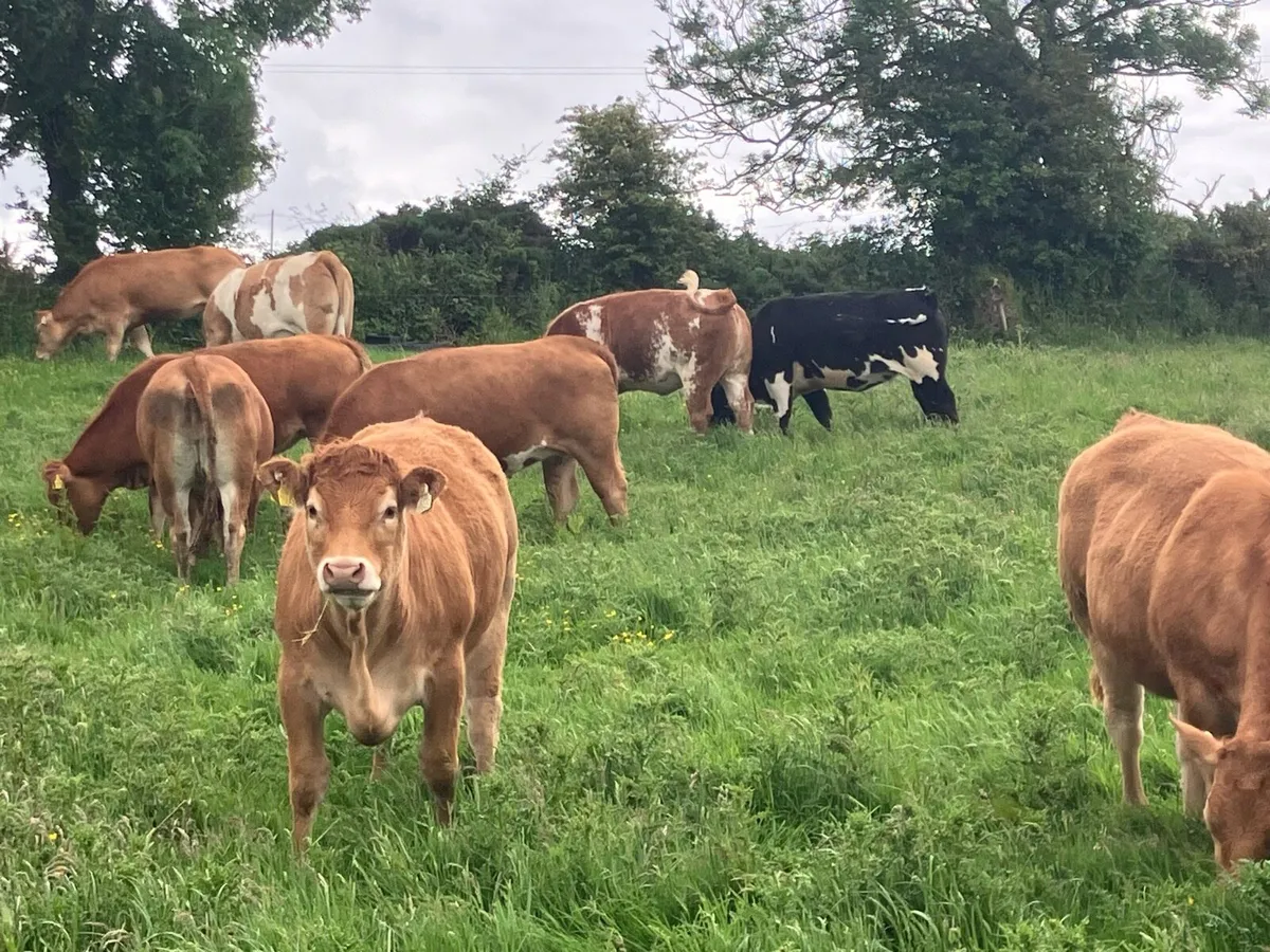 BREEDING HEIFERS - Image 4