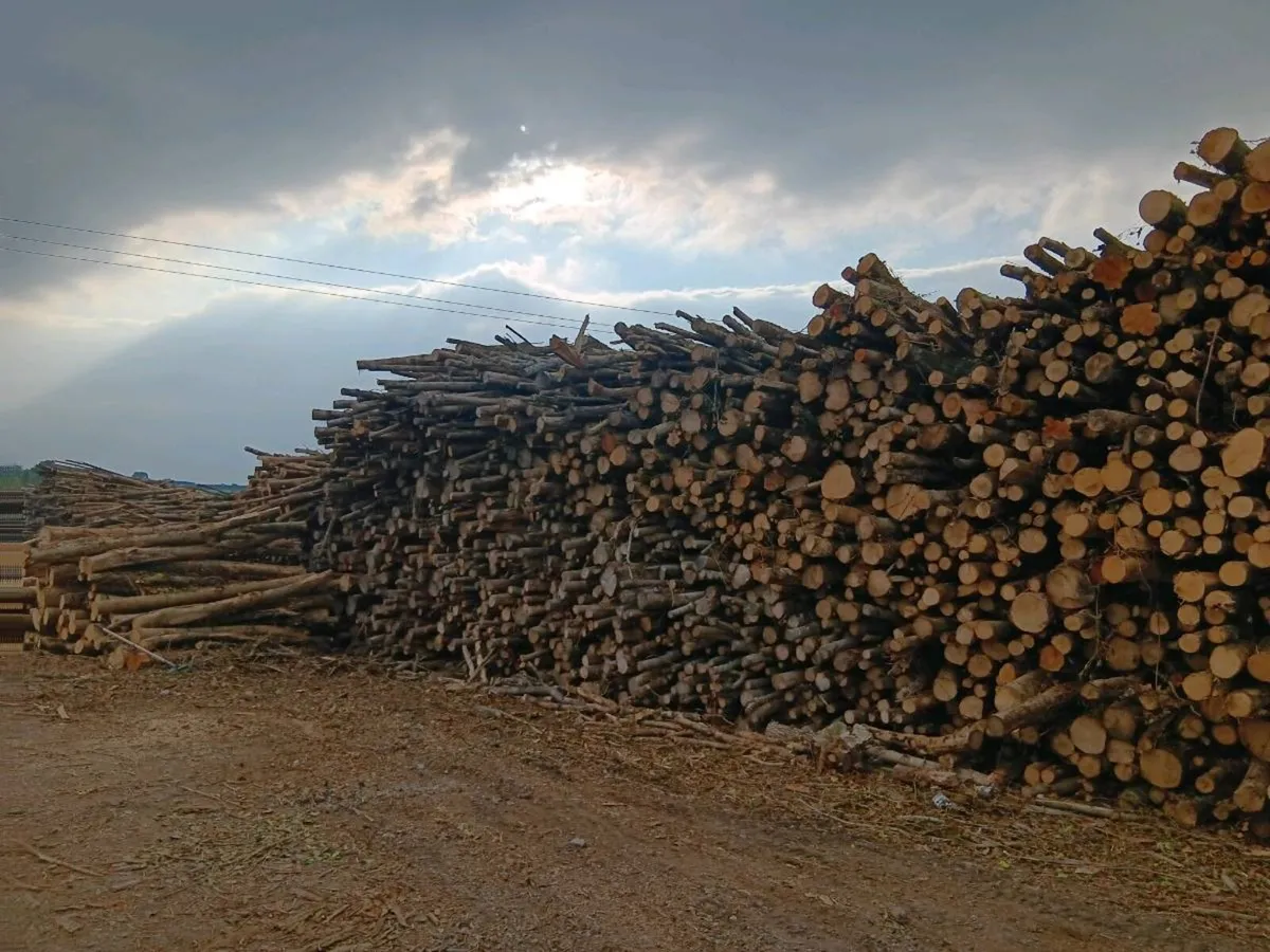 DRY ASH Firewood - Image 3