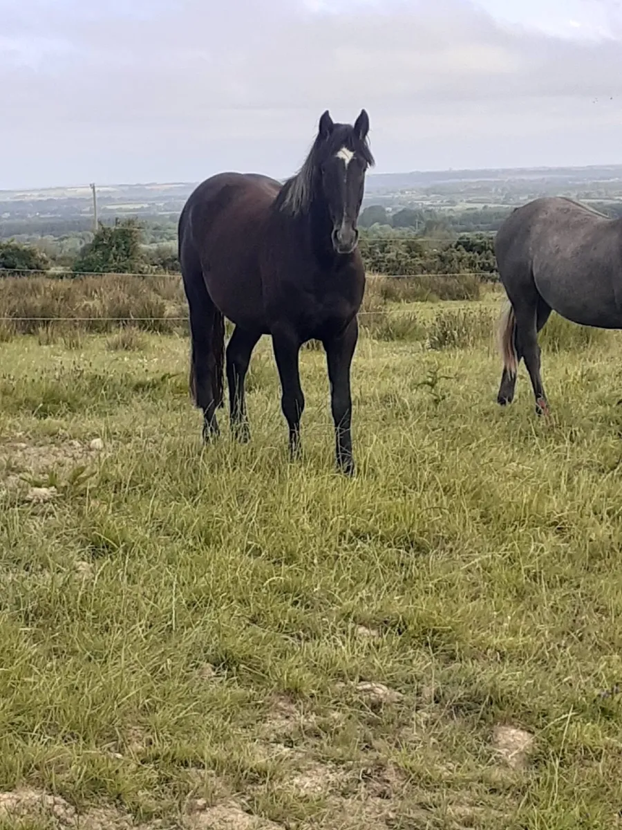 For sale - 3 year old black gelding 16 H.H - Image 1