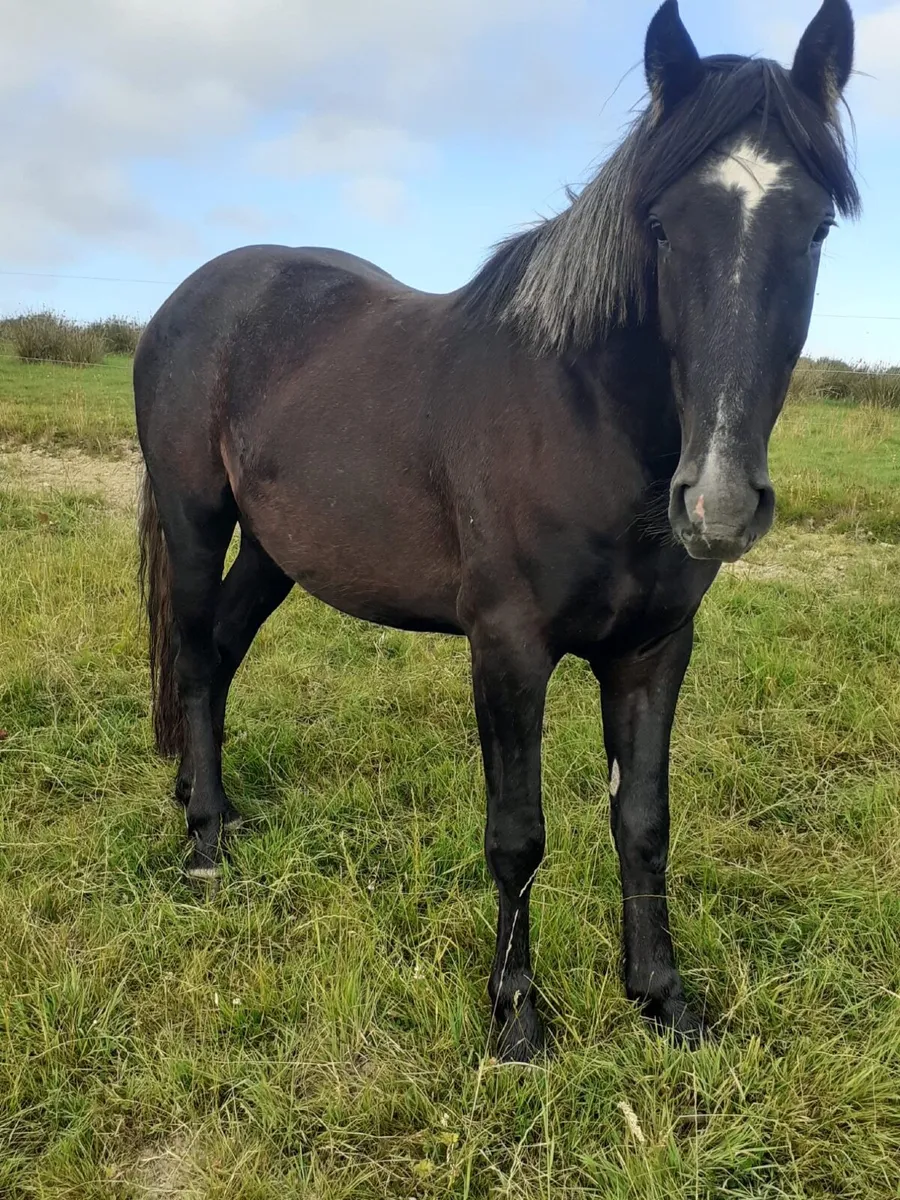For sale - 3 year old black gelding 16 H.H - Image 3