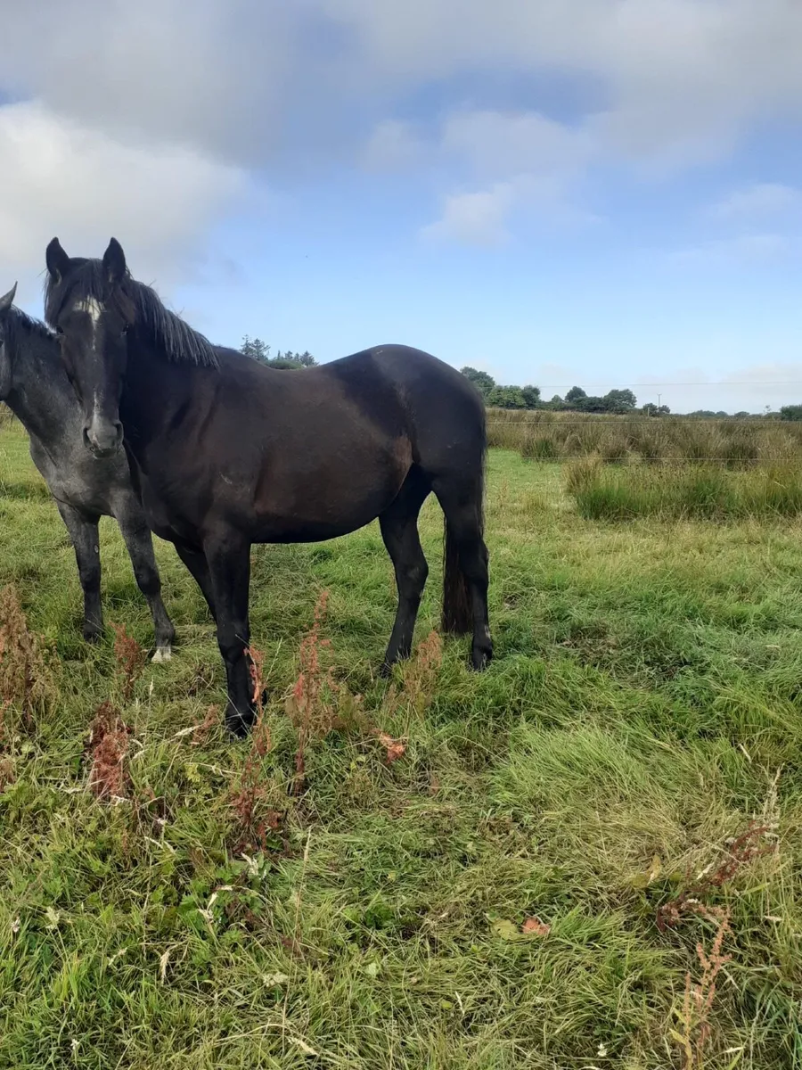 For sale - 3 year old black gelding 16 H.H - Image 4