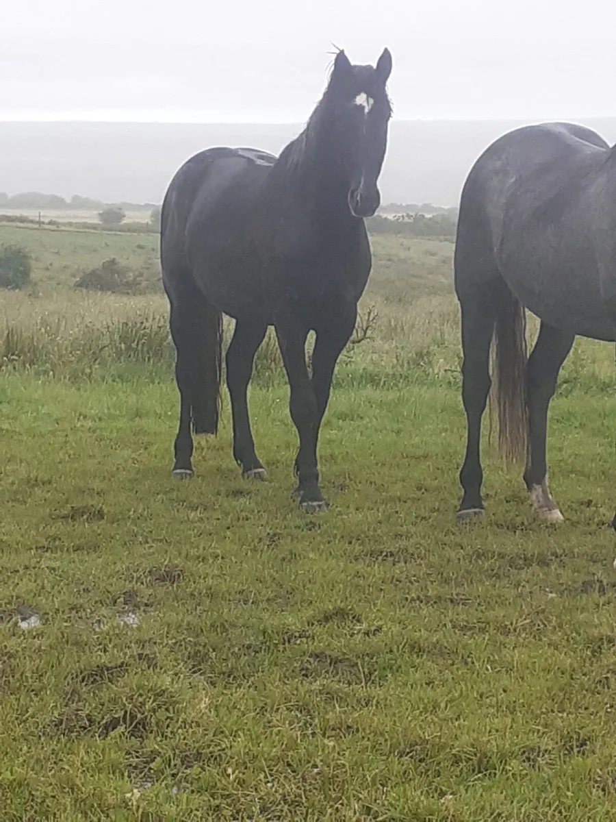 For sale - 3 year old black gelding 16 H.H - Image 2