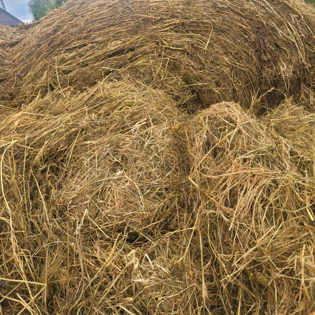 Silage - Image 4
