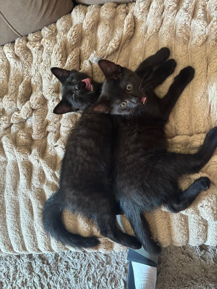 Kitten and cat for sale - Image 3