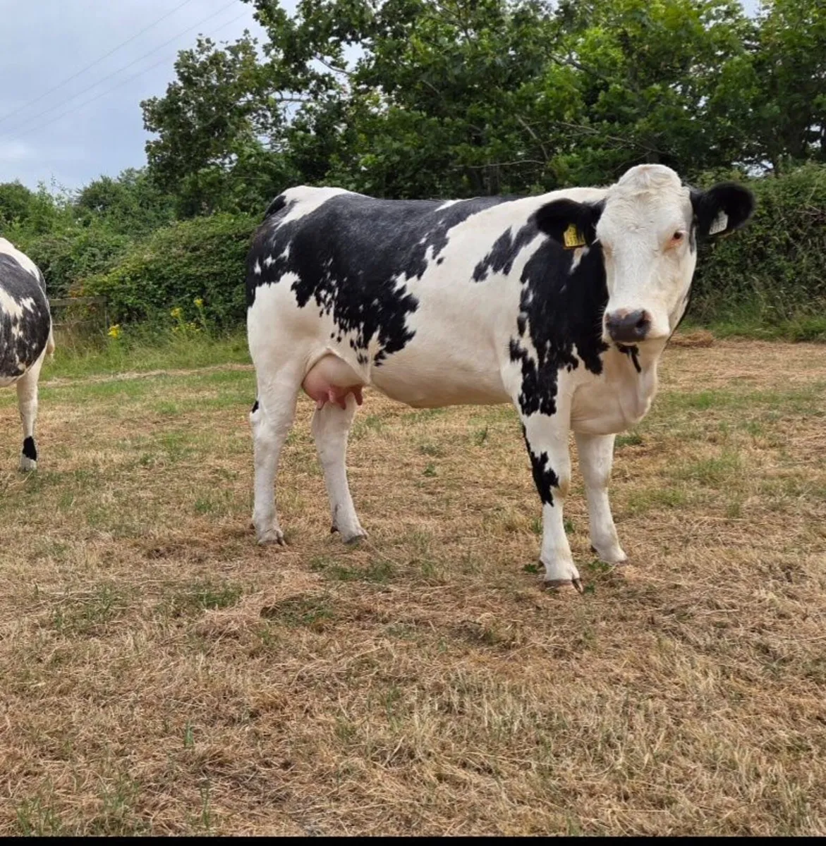 A.I  bred Belgian Blue Springing Heifers - Image 2