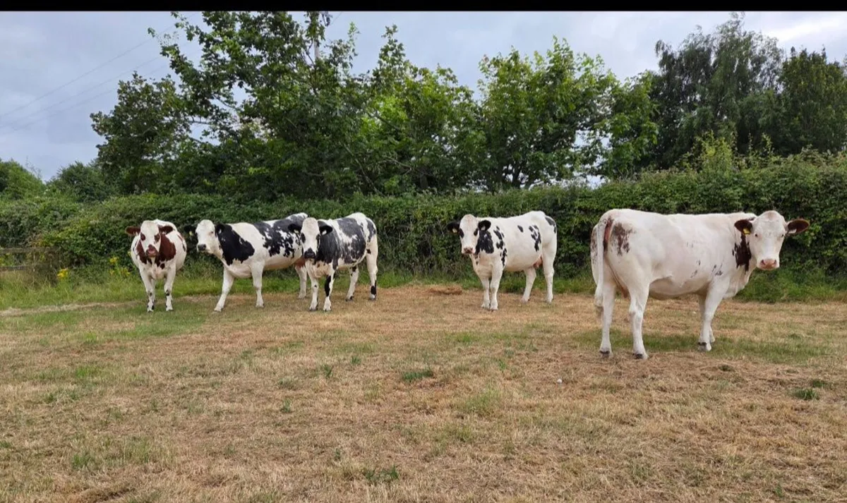 A.I  bred Belgian Blue Springing Heifers - Image 3